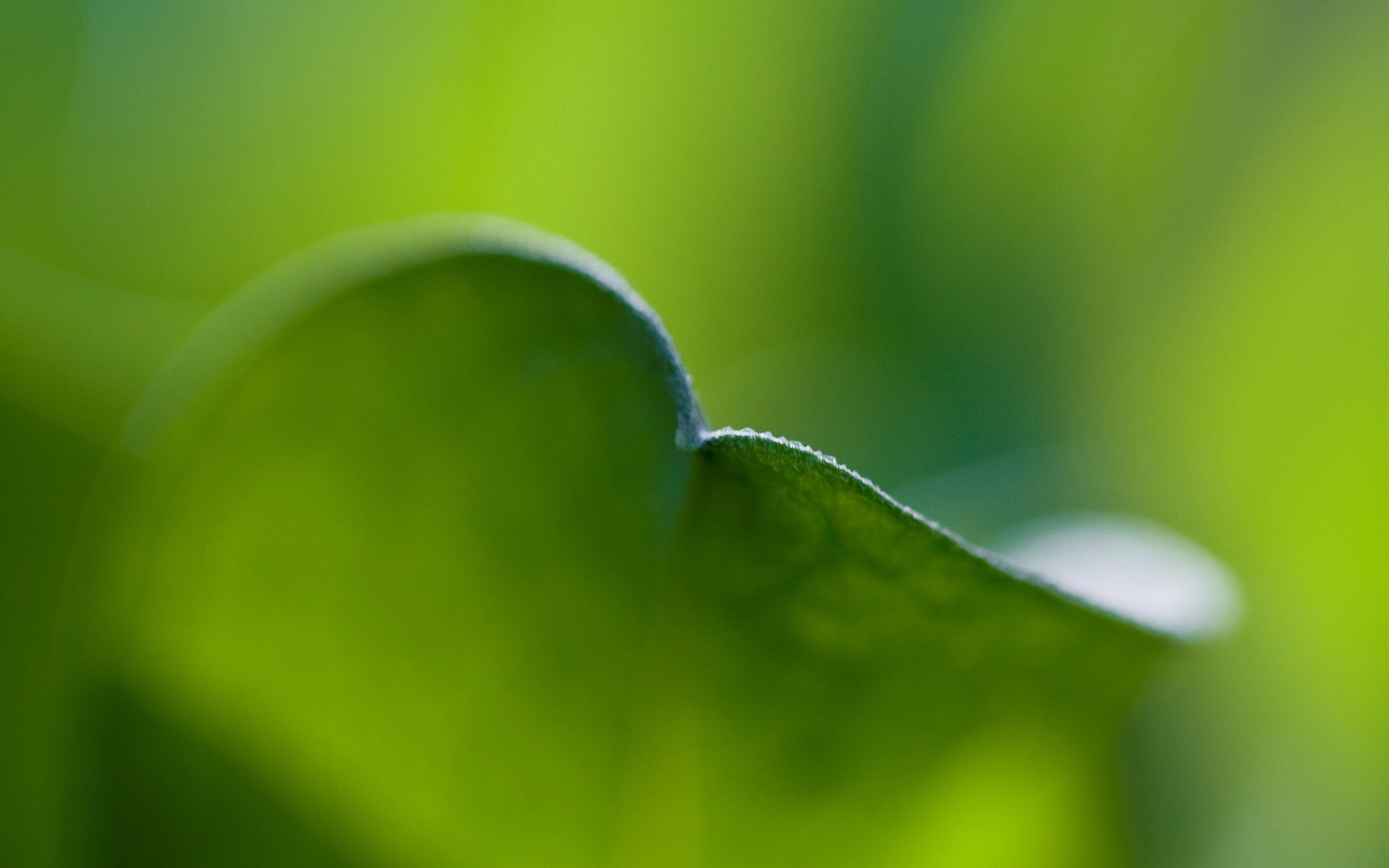 foglia verde bordo