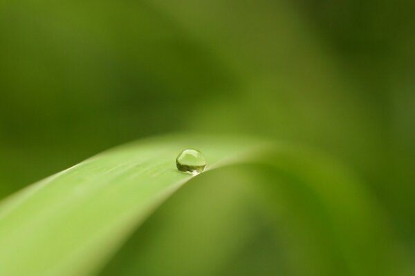 Macro di una goccia su un filo d erba verde