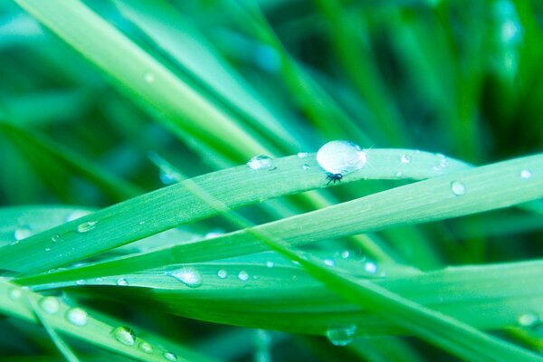 Wassertropfen auf grünem Gras