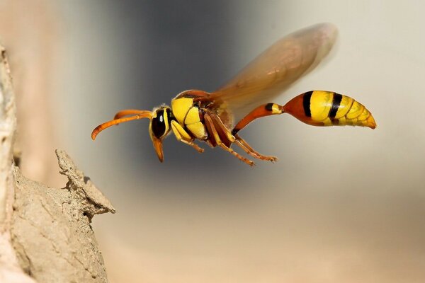 Fotografía macro del vuelo de la abeja