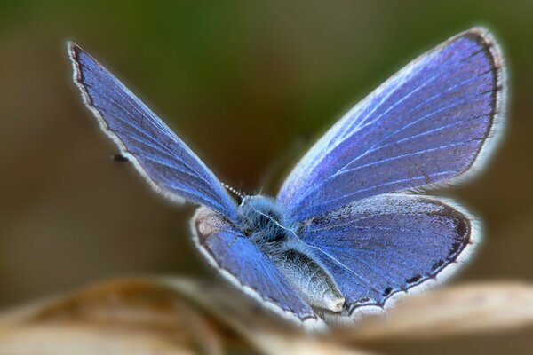 The focus of a blue butterfly on a leaf