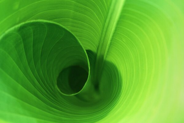 Macro photography inside a curled leaf