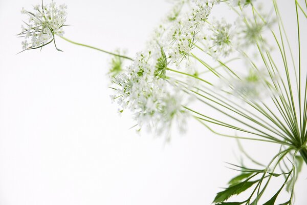 Macro de fleurs blanches sur fond blanc