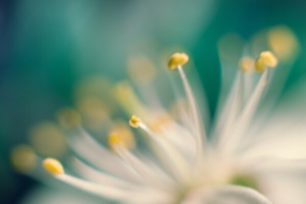 The flower of the stamen in macro photography