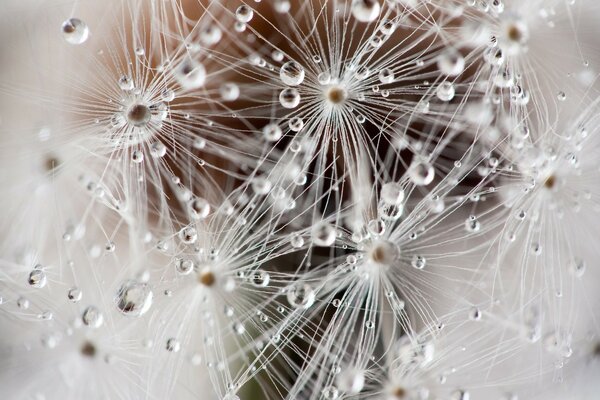 Morning dew drops on a dandelion