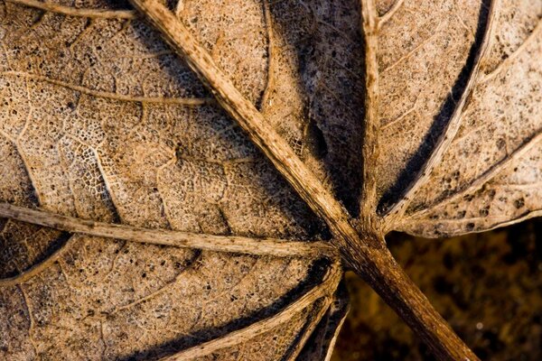 Makrofoto von trockenem Blatt