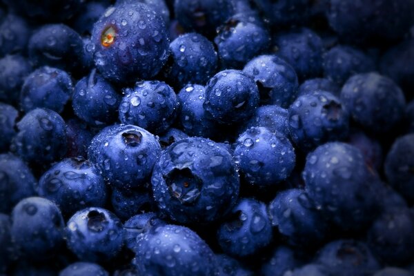 Heidelbeeren mit Wassertropfen