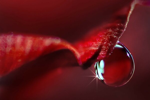 A drop of water on a red petal