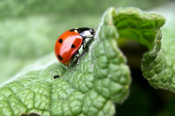 Macro photography of a ladybug on a piece of paper