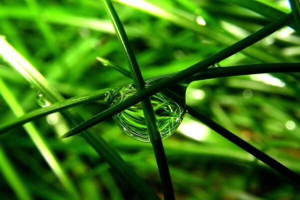 A drop of dew on the green grass