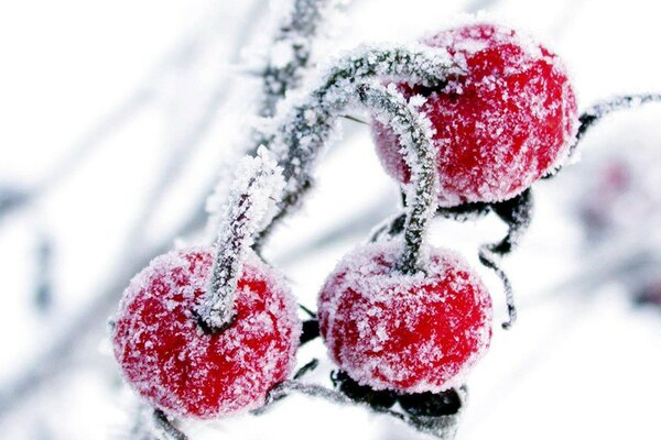 Macro photography of winter cherries in the snow