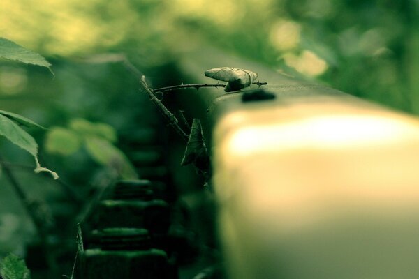 Carril macro, hierba, mañana