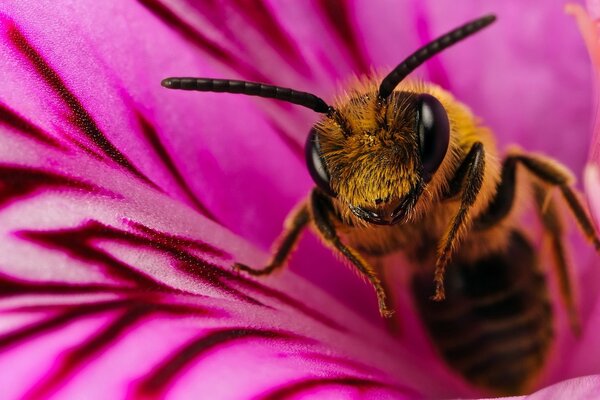 Una abeja recoge néctar en una flor