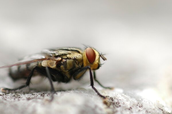 Fotografía macro de un insecto, una mosca en una piedra