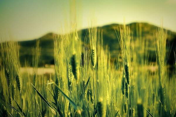 A field with greenery in nature