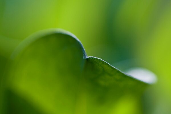 Photo the edge of the green leaf