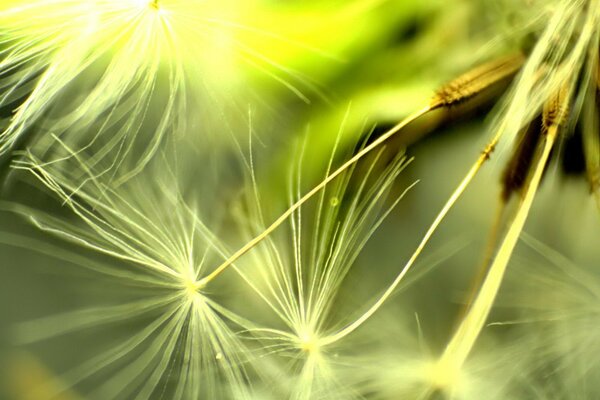 Macro photo of dandelion seeds