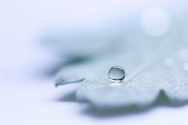 Goutte d eau sur la feuille dans une vue agrandie