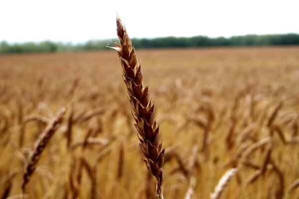 Gros plan d un épillet sur un champ de blé