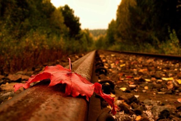 Wegfahrende Schienen, ein fallendes Blatt im Herbst