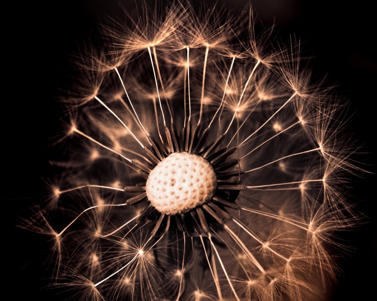 dandelion sepia plant