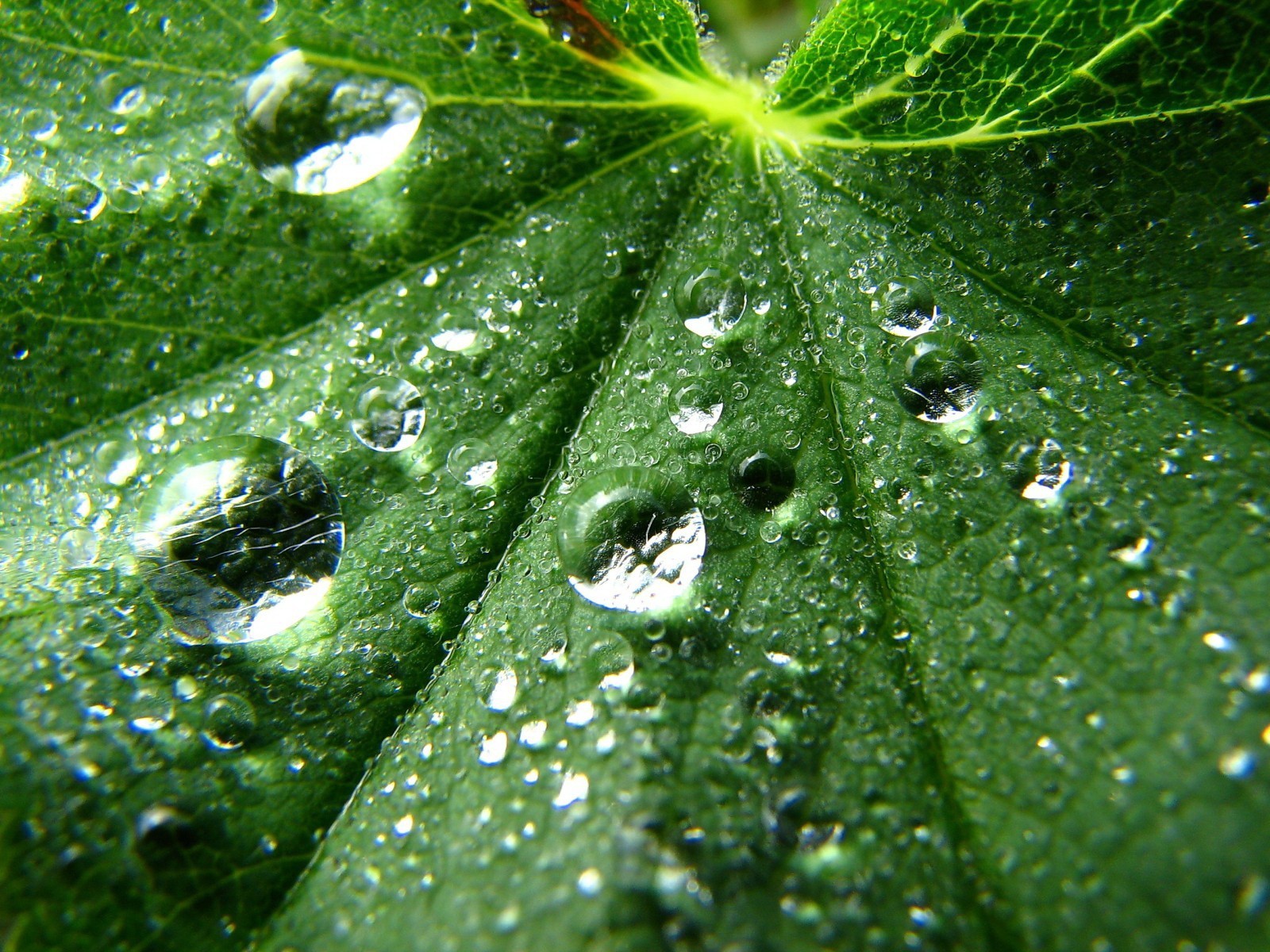 hoja gotas verde