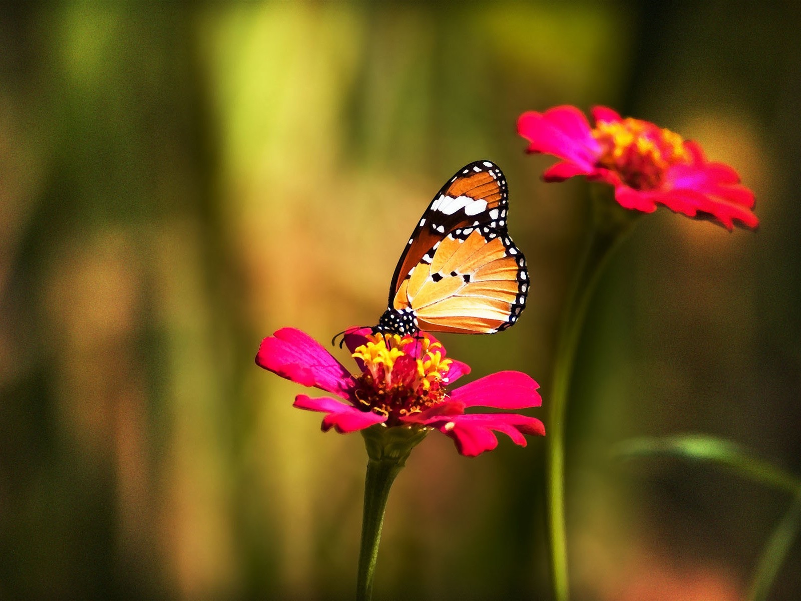 butterfly flower flower