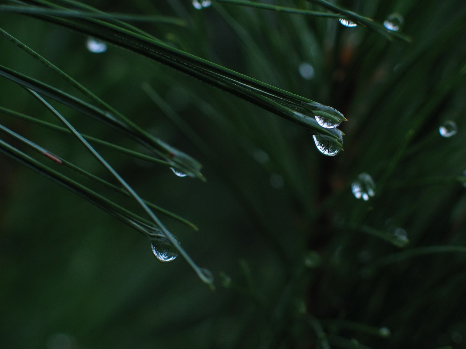 gotas hojas verde