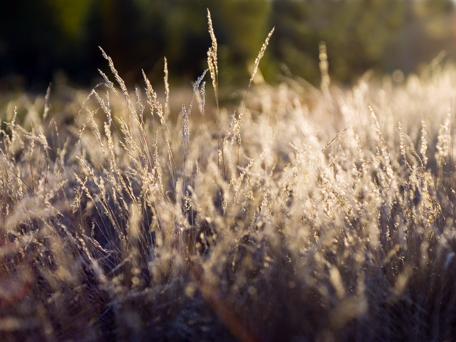 grass plant