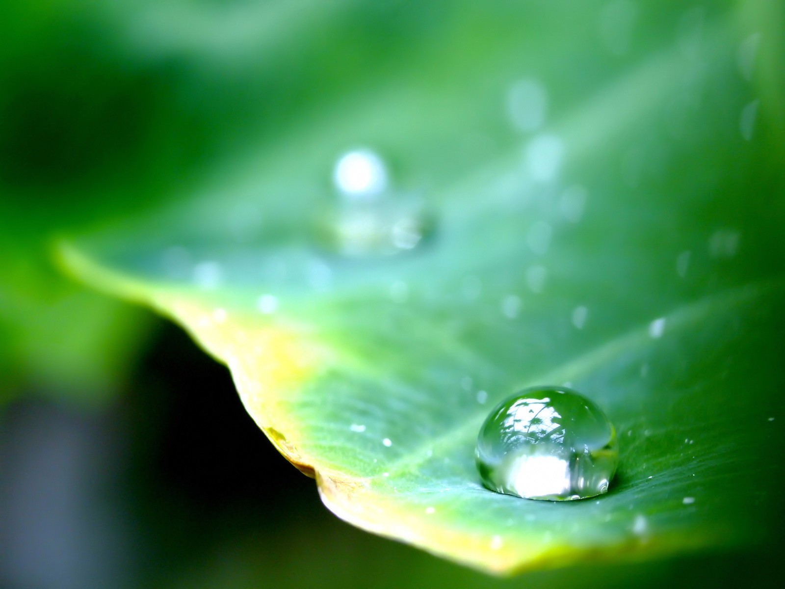 tropfen blatt grün