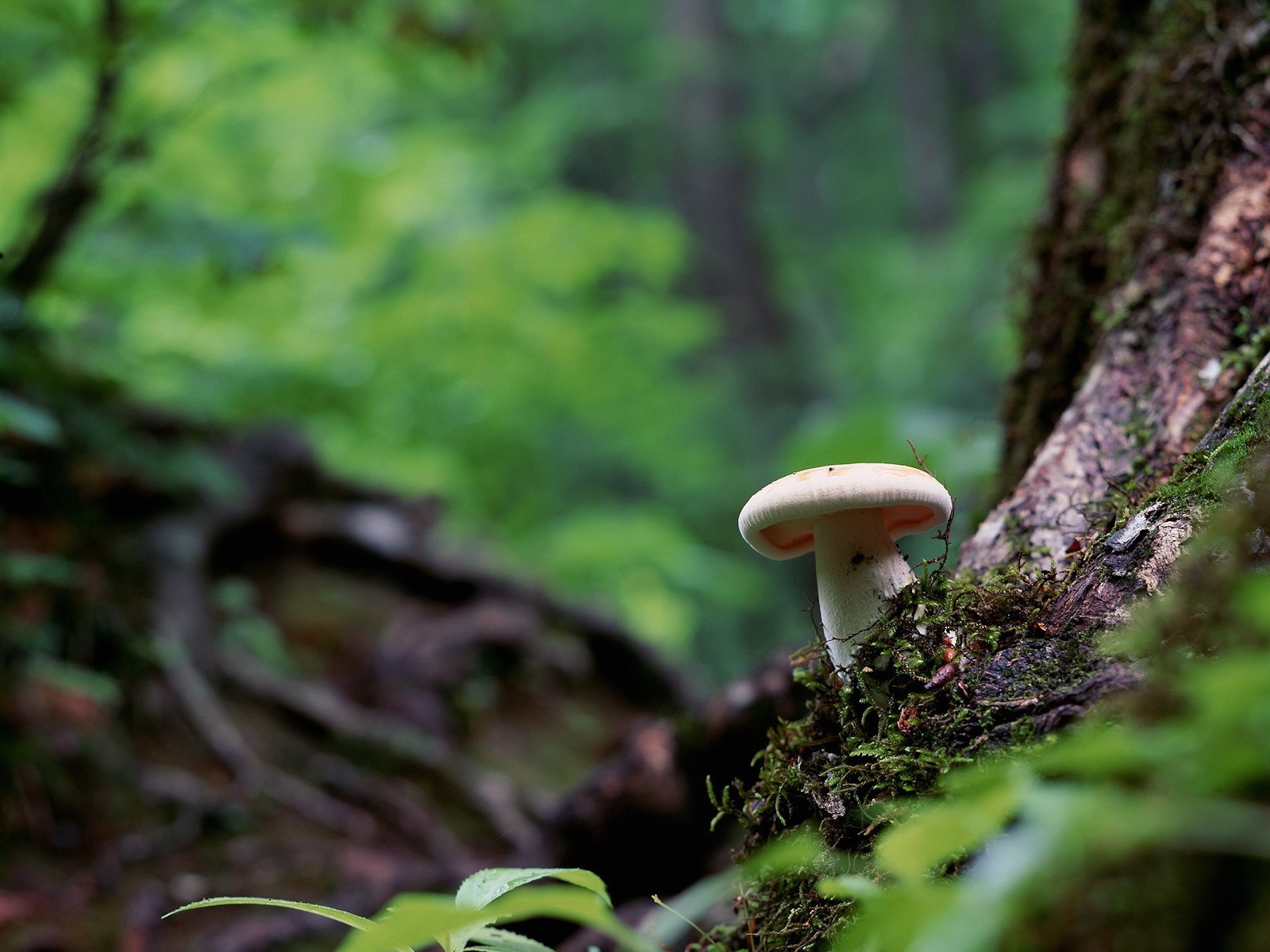 champignon mousse herbe