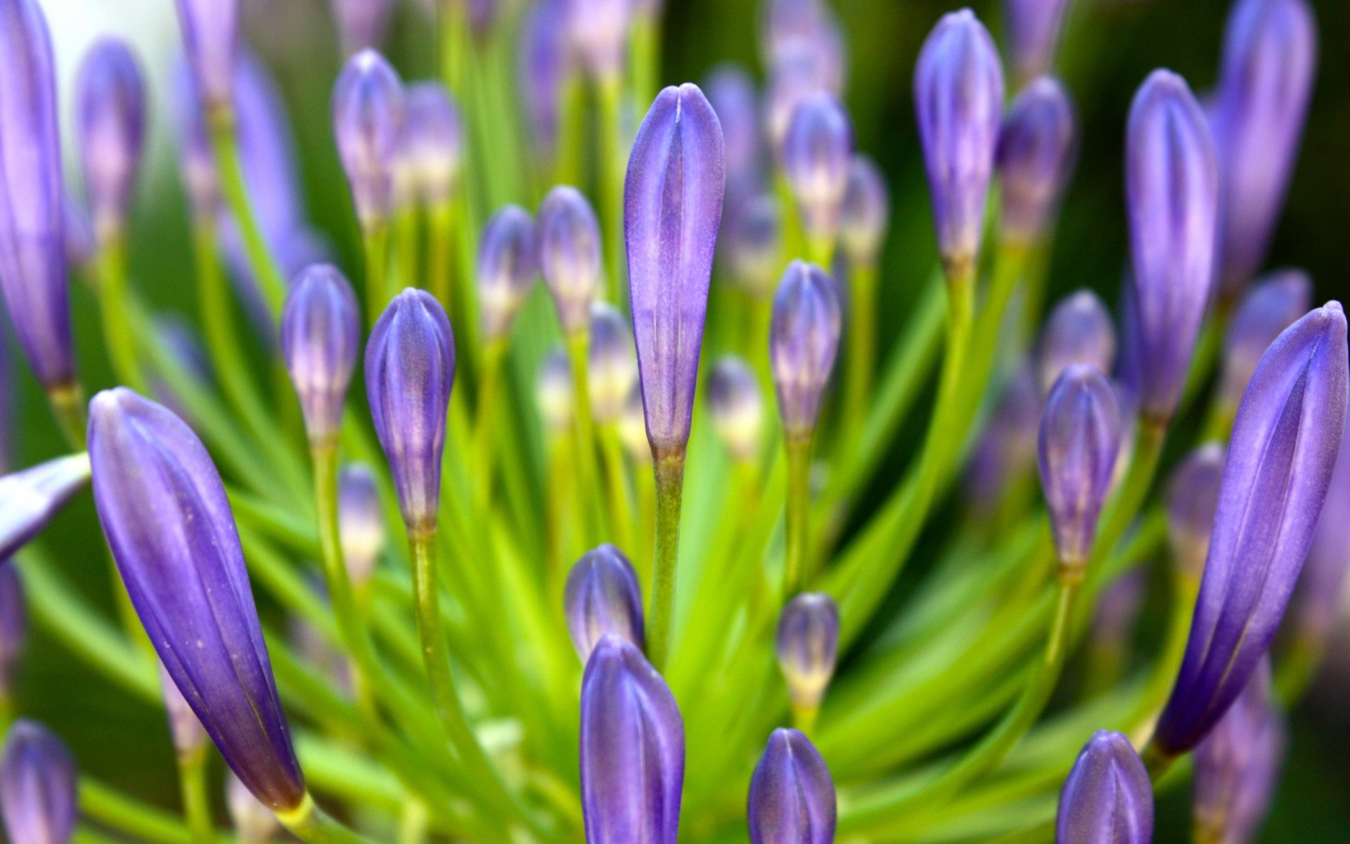 petals purple flower