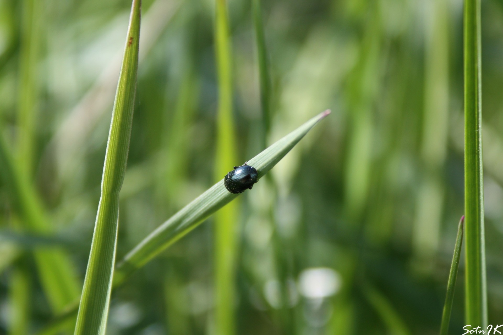 käfer gras grüns makro insekt