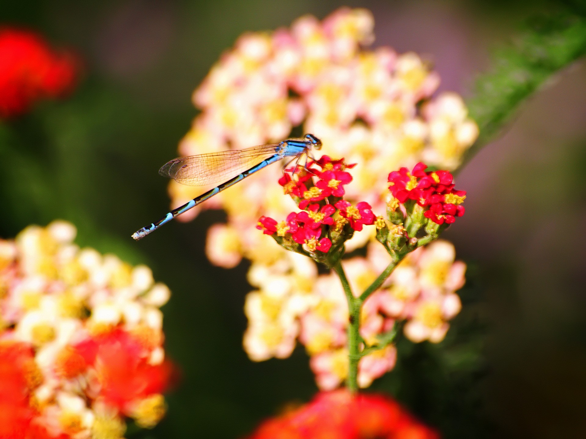 dragonfly insects flower