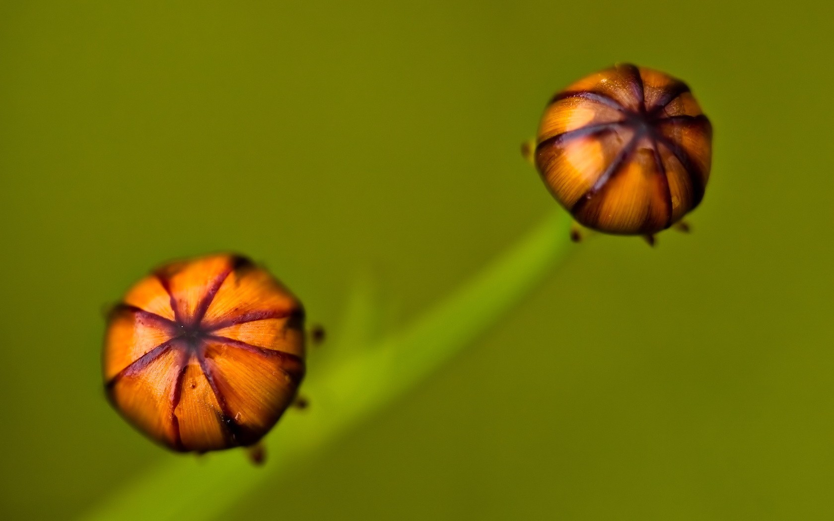 pianta verde