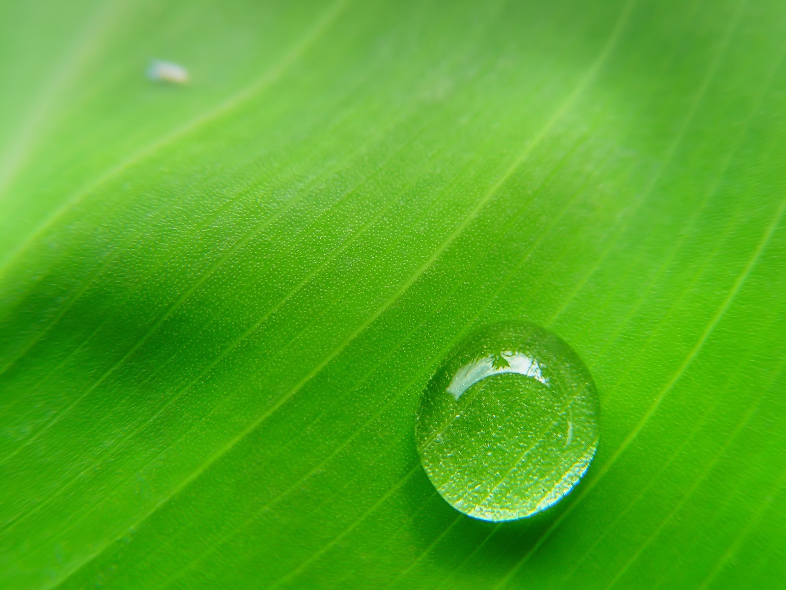 tropfen grün blatt