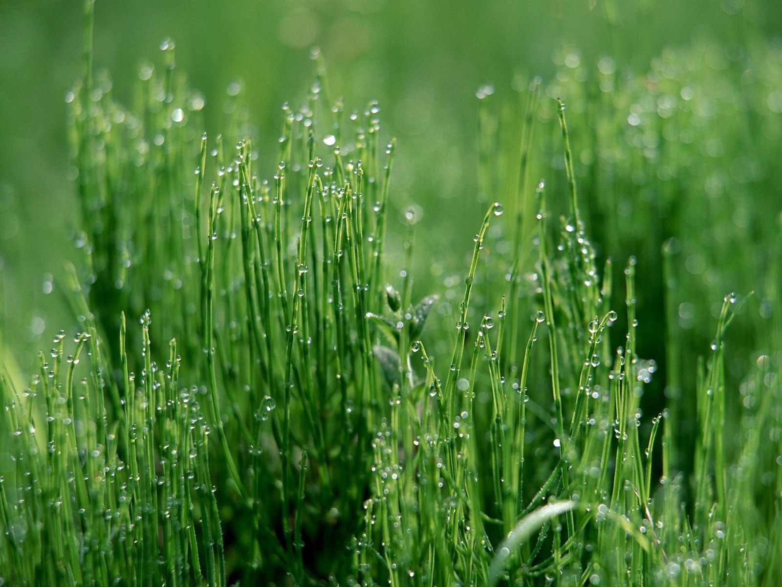 gotas hierba verde