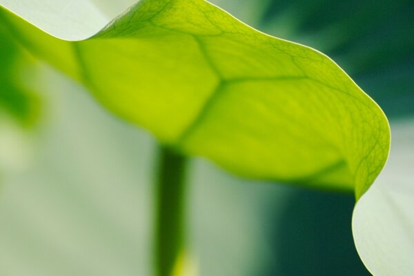 Feuille verte transparente délicate