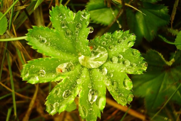 Tautropfen auf einem grünen Blatt