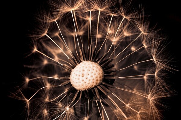 Dandelion balding from age (old man, maturity)