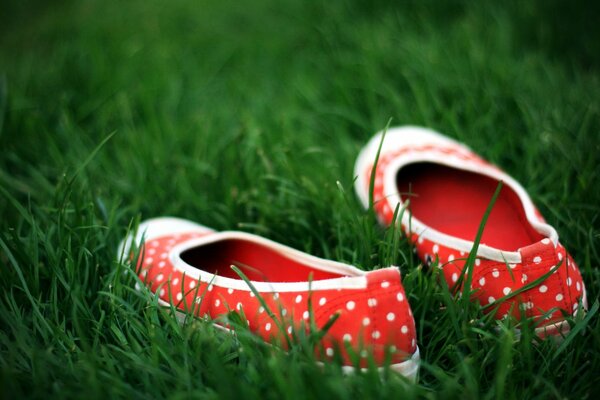 Herbe verte et baskets rouges à pois