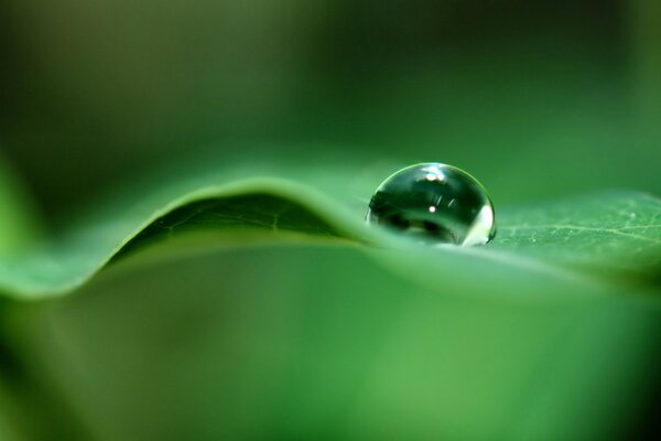 Gota de rocío en una hoja verde