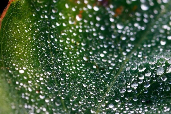 Dew drops on a green leaf