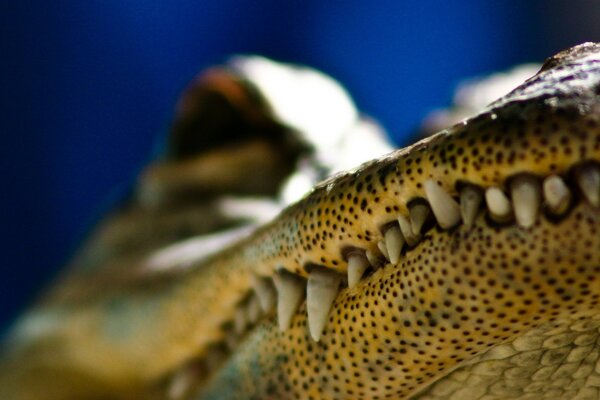 Scary photo with crocodile teeth