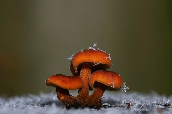 Funghi rossi con fiocchi di neve intorno