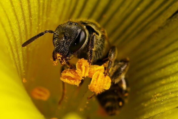 Photo macro d une abeille sur une fleur jaune