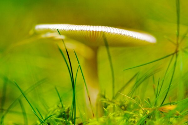 Champignon qui pousse dans l herbe verte