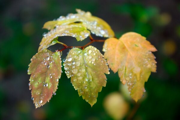 Dew drops on green-yellow leaves