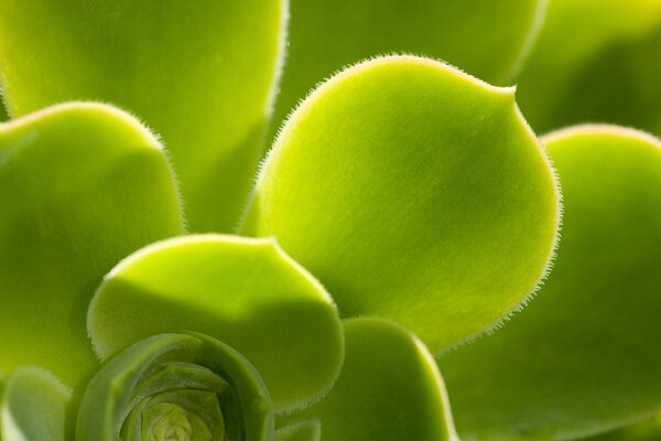 Hermosa flor con vellosidades verdes