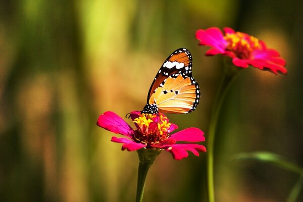 A butterfly sits on a bright pink flower